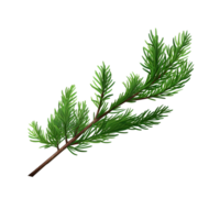 Fresh Pine Twig with Vibrant Green Needles png