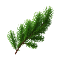 Pine Tree Branch with Fresh Green Needles png
