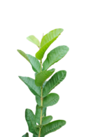 a plant with green leaves, a green leaf on a branch with leaves, a green guava plant png