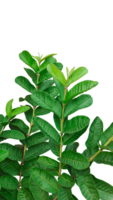 a green leaf on a branch with leaves, a green guava plant with leaves on a background png