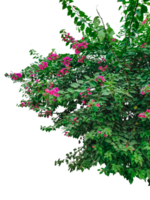 a bush with pink flower, green grass and flowers frame, frame of flowers, two bushes with pink flowers on them png