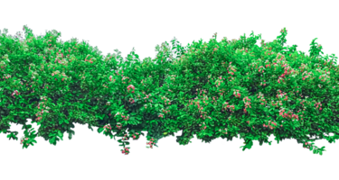 a green tree with a white background with a green plant in the middle, a bush with flowers on it, image, green grass isolated png