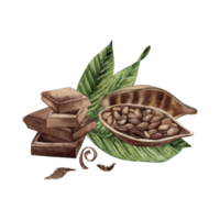 Cocoa beans cut in half with grains inside lies on the leaves of the cocoa tree, next to pieces of chocolate and grated chocolate. The illustration is hand-drawn in watercolor in a botanical style png