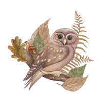 A forest owl sits on a branch with leaves and branches of oak and fern. The illustration with plants, a bird, and a snail is hand-painted in watercolor in a botanical style. For cards, printing png