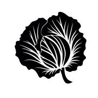 Detailed illustration of a cabbage leaf showcasing its intricate structure and texture vector