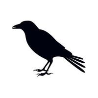 Black bird silhouette perched in a natural setting with detailed features and clear outline vector