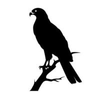 Silhouette of a hawk perched on a branch at dusk in a natural habitat vector