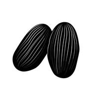 Two black and white seashells illustrated with detailed lines on a plain background vector