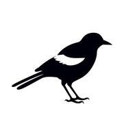 Black silhouette of a small bird with white wing patches standing on a surface vector