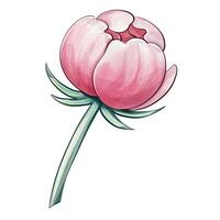 A beautiful pink peony flower stands gracefully with its petals slightly open, inviting admiration. The slender green stem elegance, emphasizing the flowers charm and soft, pastel colors in a serene setting that captures the essence of spring. vector