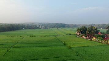Rice fields taken from above using a drone. Looks fresh green accompanied by hills behind it. Free Videos