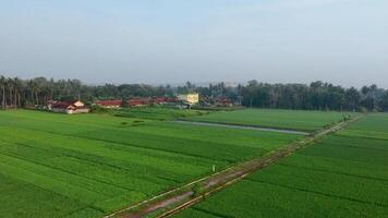 View of the expanse of rice fields taken from above. It looks fresh green and behind it you can see the settlement of the residents. Free Videos