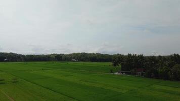 Aerial view of rice fields taken using drone looks fresh green in the countryside. Free Videos