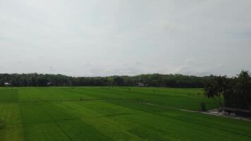 The view of the rice fields from above looks fresh green with hills behind it. Free Videos