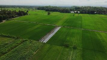 Aerial view of green rice fields taken during the day in the countryside. Free Videos