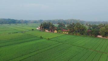 View of vast expanse of rice fields from above and settlements of residents in rural Bantul, Indonesia. Free Videos