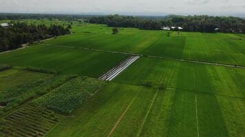 Aerial view of green rice fields and hills in the countryside Free Videos