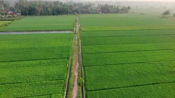 The view of the rice fields taken from above is slightly foggy and small roads and hills are visible behind it. Free Videos