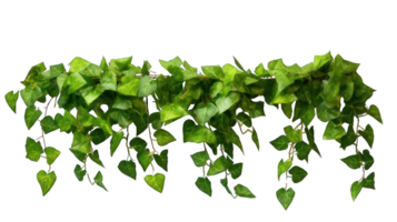 Collection of . Green Leaves Javanese Treebine or Grape Ivy Cissus, isolated on a transparency background. png