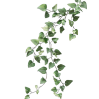 Collection of . Botanical Vine with Long Trailing Stems, isolated on a transparency background. png