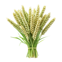 Fresh Wheat Bundle on Transparent Background png