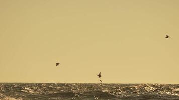 Birds Flying Ocean Sunset - Silhouettes of birds flying in formation against a golden sunset over a vast ocean. video
