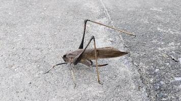 A grasshopper on the ground with its legs spread video