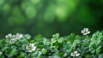 Bright green clover leaves frame textured dark surface for natural decor photo