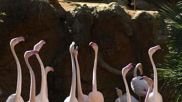 Pink flamingos looking to one side and another video