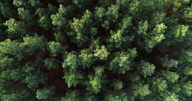 static view footage with a drone over the canopy of a pine forest, nature background concept video