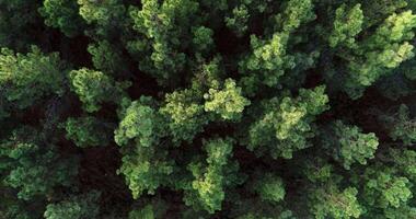 static view footage with a drone over the canopy of a pine forest, nature background concept video