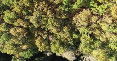 footage made with a drone lifting above a deciduous forest in fall, background for autumn season nature video