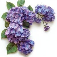 Beautiful watercolor illustration of hydrangea flowers arranged in a decorative frame photo