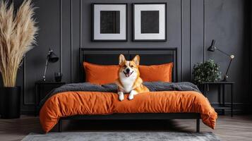 Corgi relaxing on modern bed in stylish bedroom with plants and artwork photo