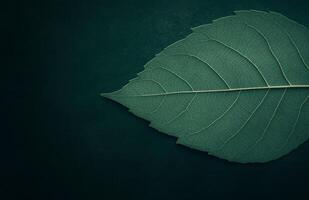 Close up view of green leaves showcasing intricate patterns and textures in natural light photo