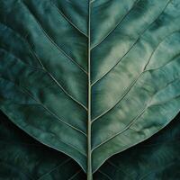 Close view of a detailed green leaf showcasing intricate textures of nature photo