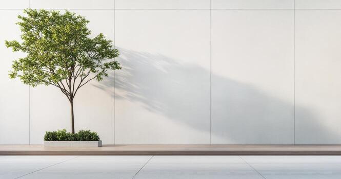 Simple potted tree casting shadows on a wall in a minimalist space during daylight hours photo