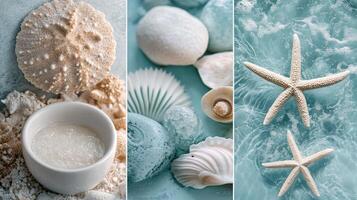 Four different images of shells, starfish and sea shells photo