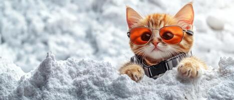 A cat wearing sunglasses and a hat on top of snow photo