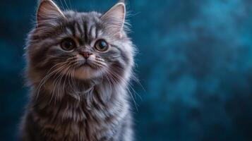 A gray cat with big eyes looking up photo