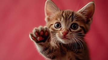 A kitten is reaching up to the camera photo