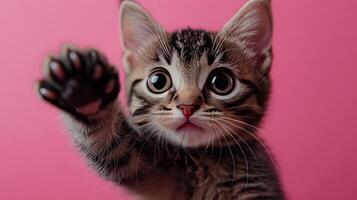 A kitten is reaching up to the camera photo