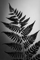 A black and white image of a fern leaf, showcasing intricate patterns and textures. photo