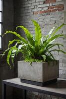 A lush fern in a modern concrete planter set against a brick wall. photo