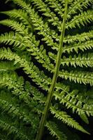 Close-up of a vibrant green fern leaf showcasing intricate patterns and textures. photo