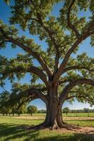 A large, leafy tree stands prominently against a clear blue sky in a grassy landscape. photo