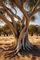 A close-up of a majestic tree with textured bark and sprawling roots in a natural landscape. photo