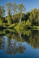 Serene landscape featuring trees and their reflections in a calm lake. photo