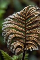 A close-up of a brown fern leaf showcasing intricate patterns and textures. photo