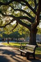 A serene park scene featuring a large tree and benches, inviting relaxation and leisure. photo